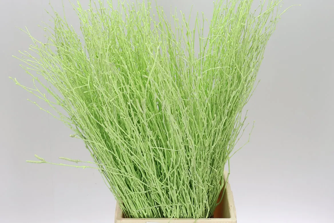 Breza Mint • 70 cm