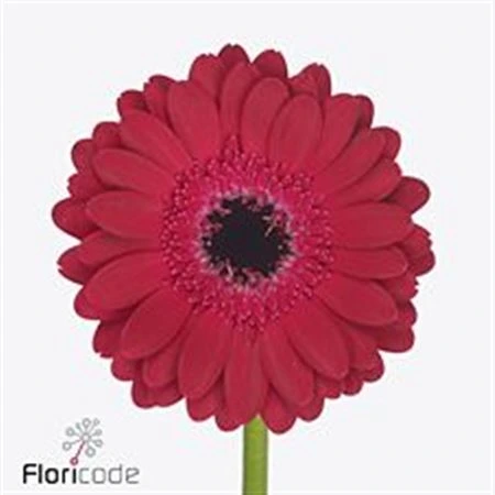 Germini Diana • 45 cm