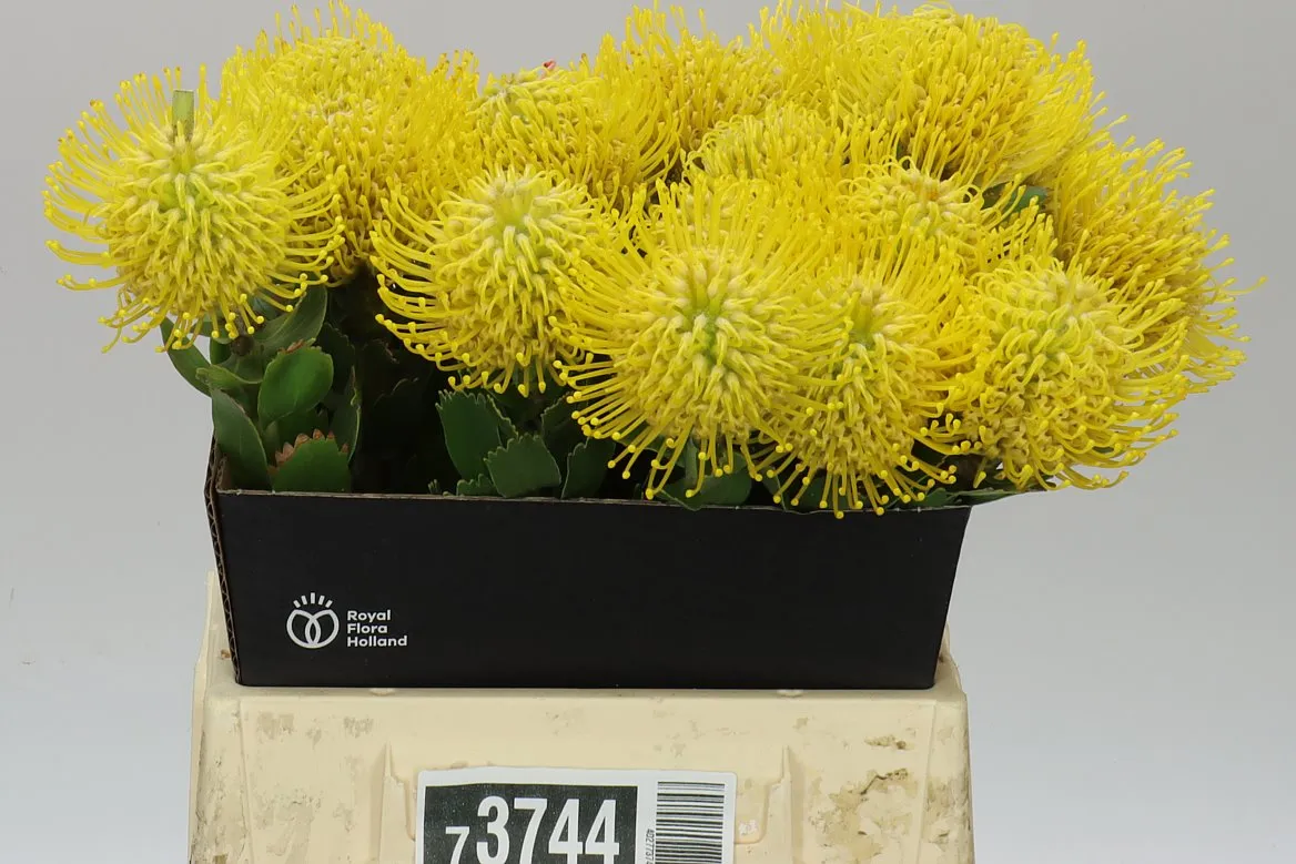 Leucospermum Ayoba Yellow • 40 cm