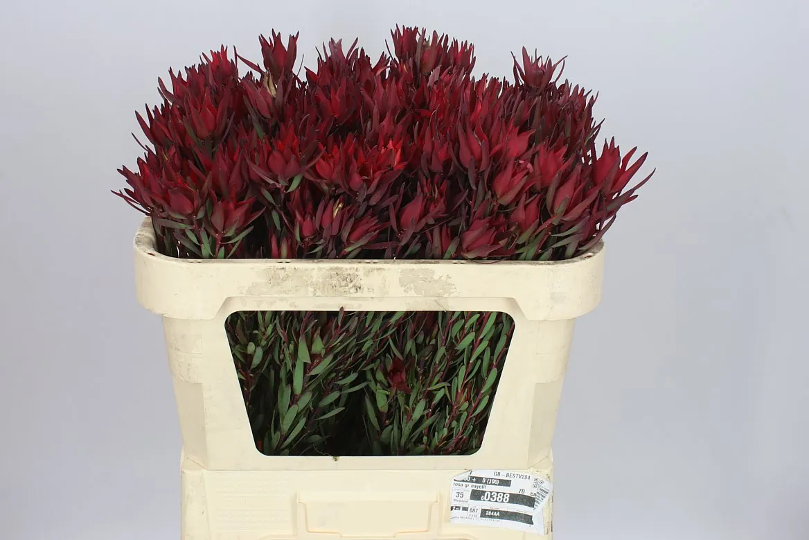 Leucadendron Sal Blush Spray • 70 cm