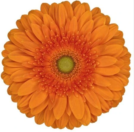 Gerbera Eureka • 45 cm