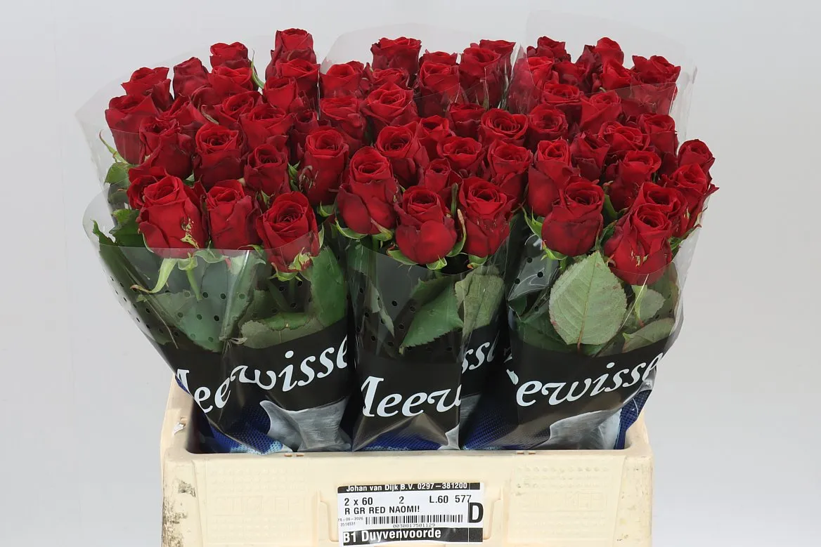 Ruža Red Naomi Meewis • 60 cm