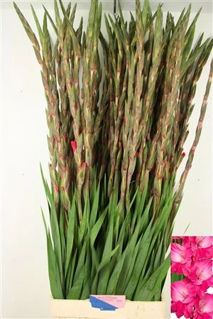 Gladiola Fairytale Pink • 125 cm