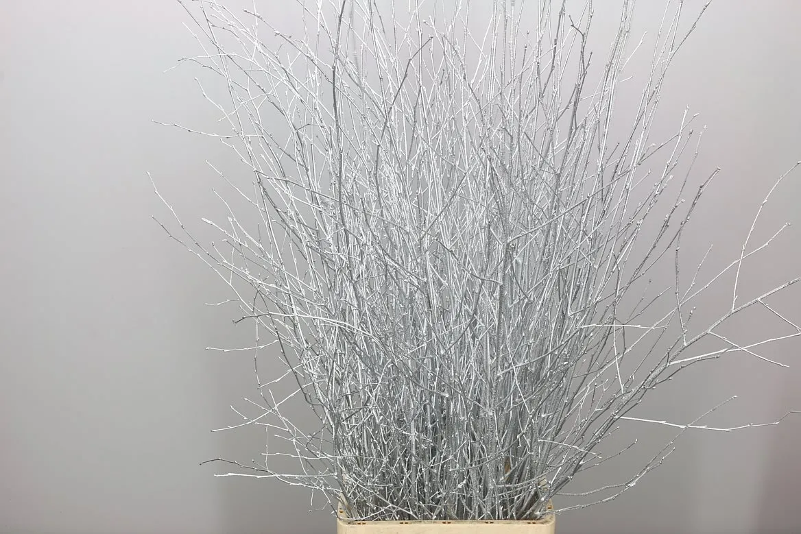 Breza Silver • 120 cm