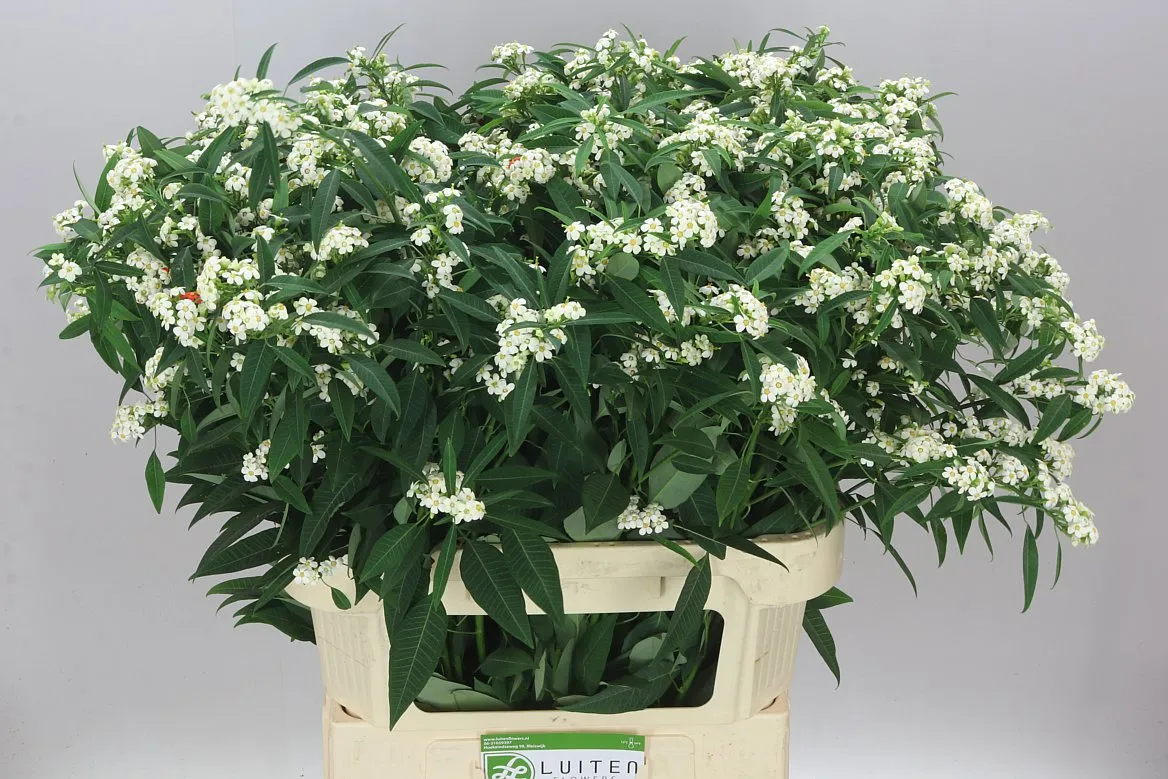 Euphorbia F T Quicksilver • 80 cm