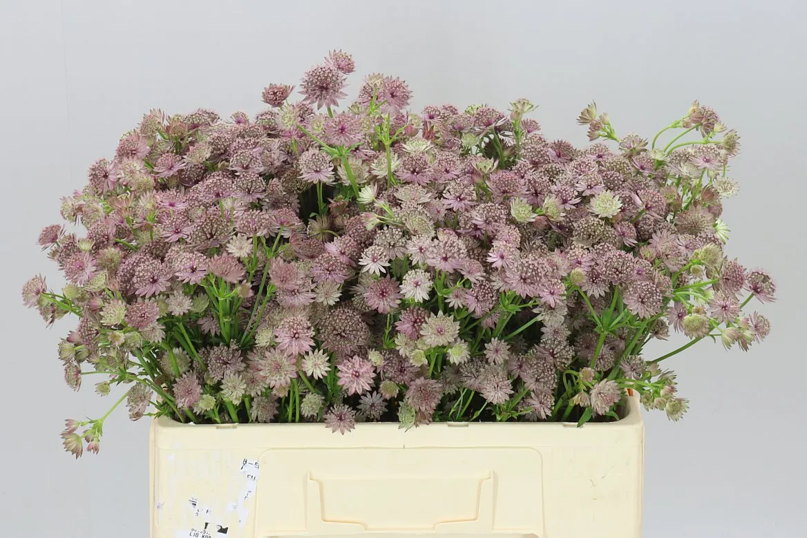 Astrantia Roma • 55 cm