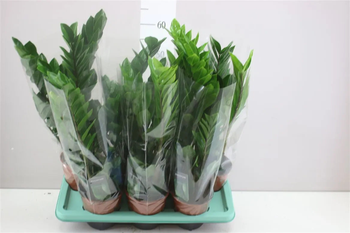 Zamioculcas 4+ • črepník 14 cm