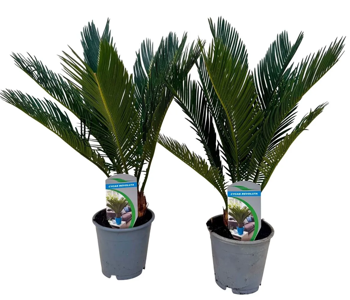 Cycas Revoluta 8+ A2 • črepník 12 cm