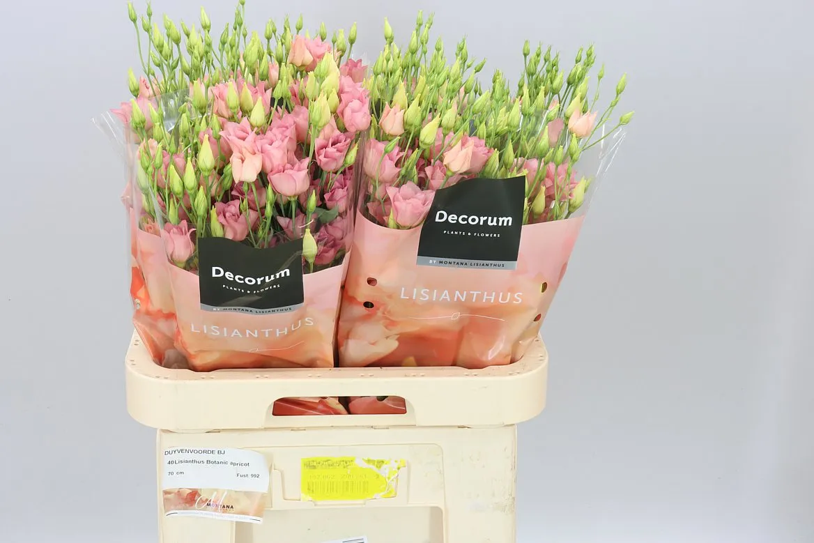 Eust En Botanic Apricot • 70 cm