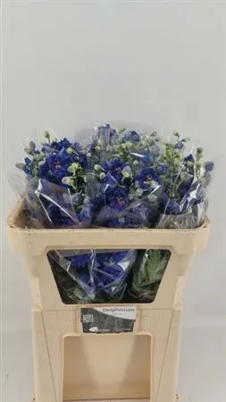 Delph El Blue Emerald • 70 cm