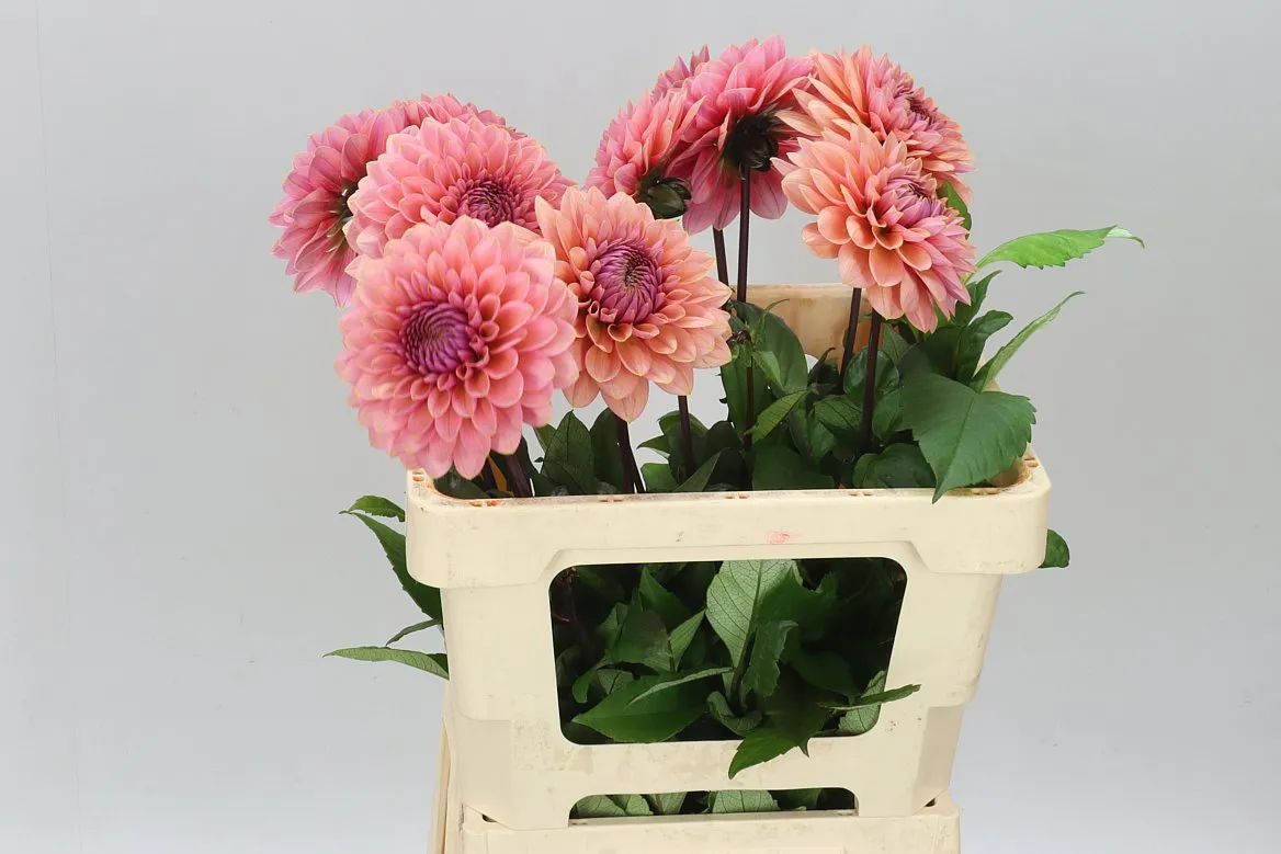 Georgína Sweet Sanne • 60 cm