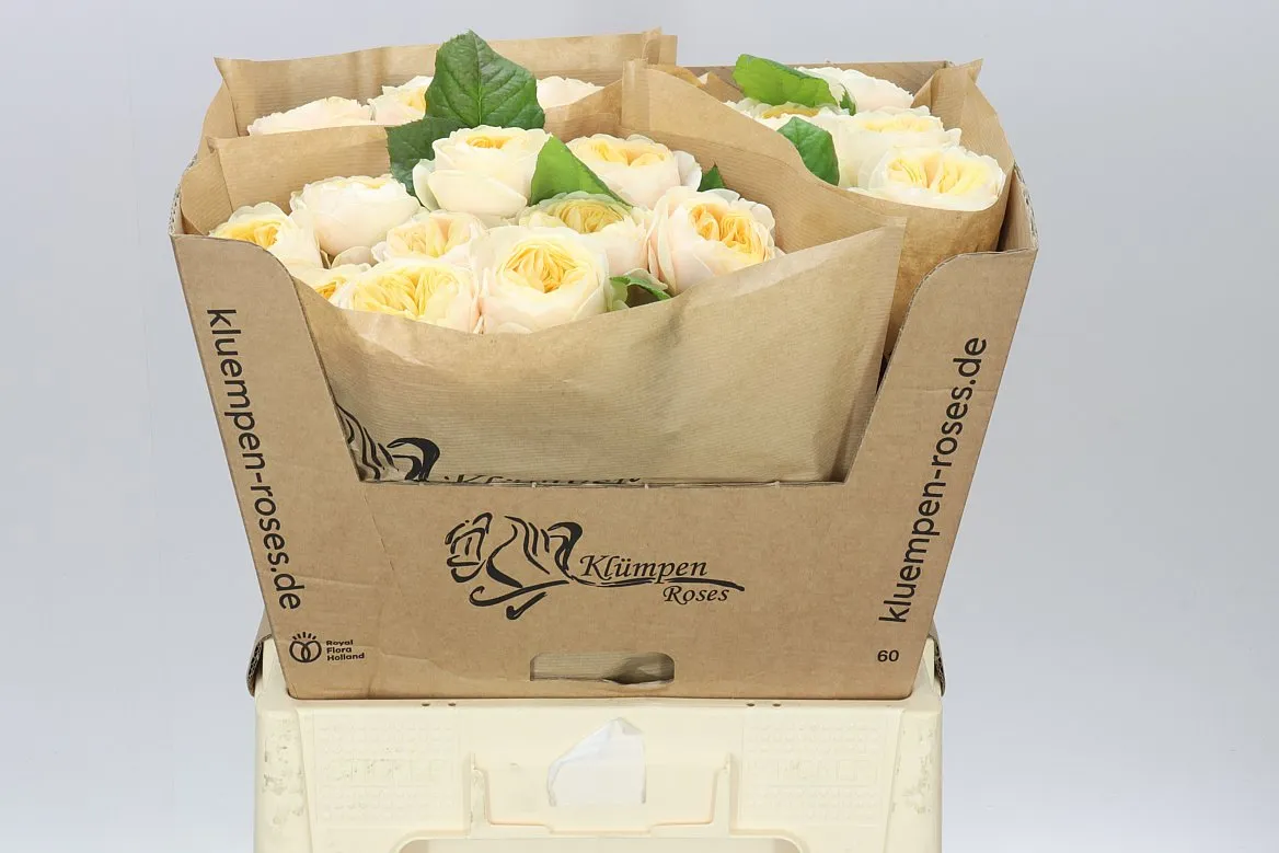 Rosa Gar Freya Gardens! • 60 cm