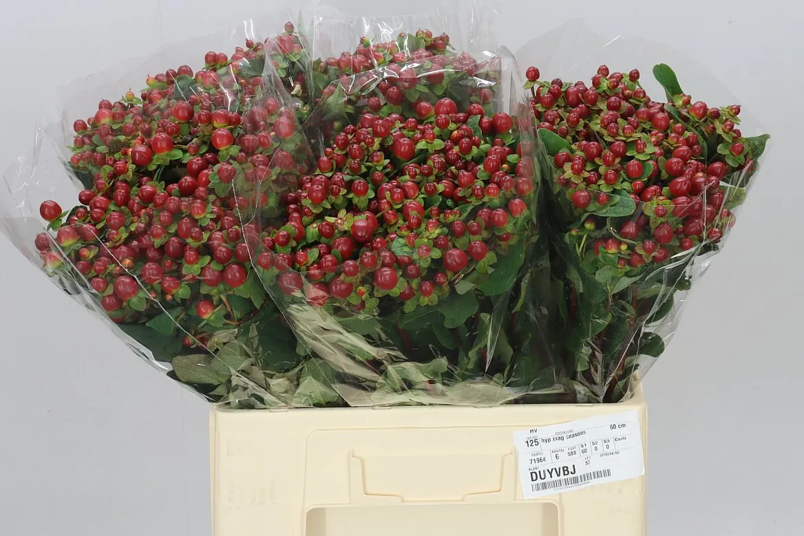 Hyperikum Mag Cherry • 60 cm