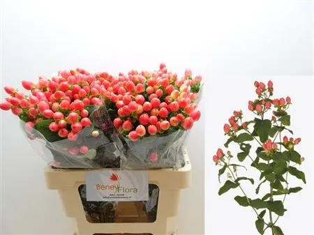 Hyp Mag Royal Princess • 60 cm