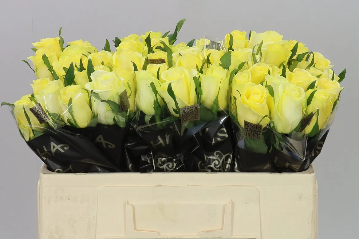 Rosa Gr Lemon Strike • 50 cm