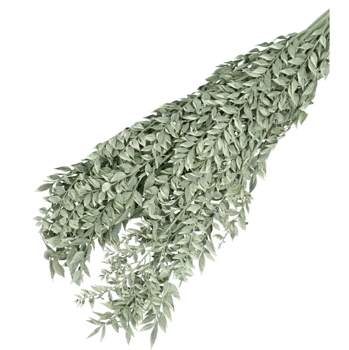 Sušený ruscus dvojfarebný 65 cm, 110 g