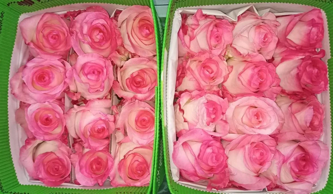 Rosa Gr Ec Boulevard • 40 cm