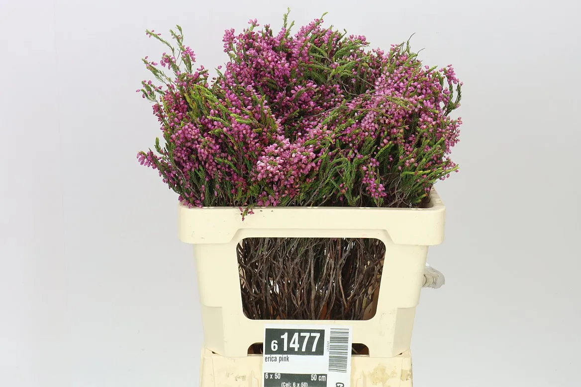 Vresovec Pink • 50 cm