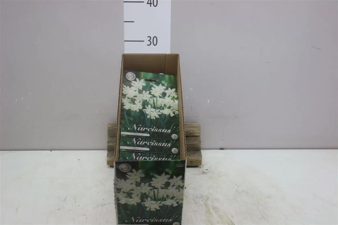Bol Narcis Botanical Thalia X7