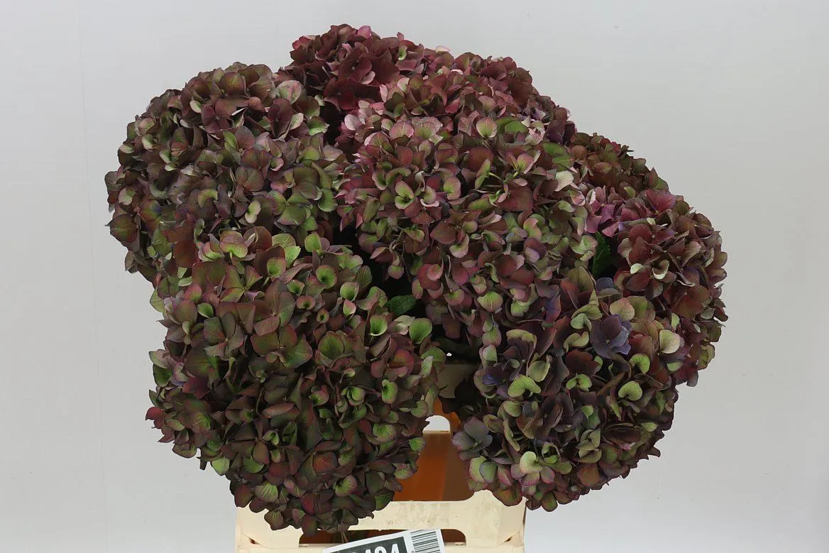 Hyd Ruby Aubergine Classic • 60 cm