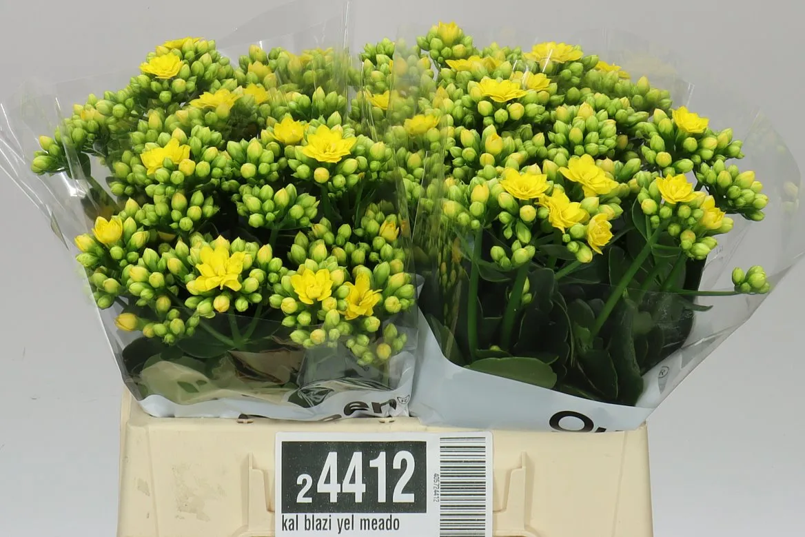 Kalanchoe 'blazing Yellow' • 40 cm