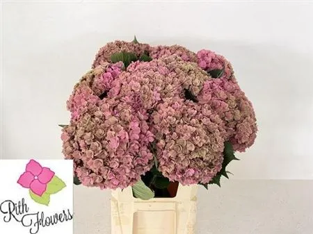 Hyd Anastasia Classic • 80 cm