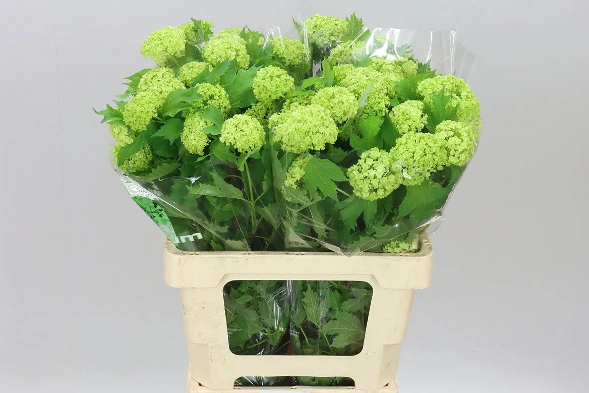 Viburnum Roseum • 60 cm