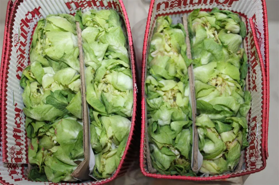 Ruža Veggie, Ekvádor • 50 cm