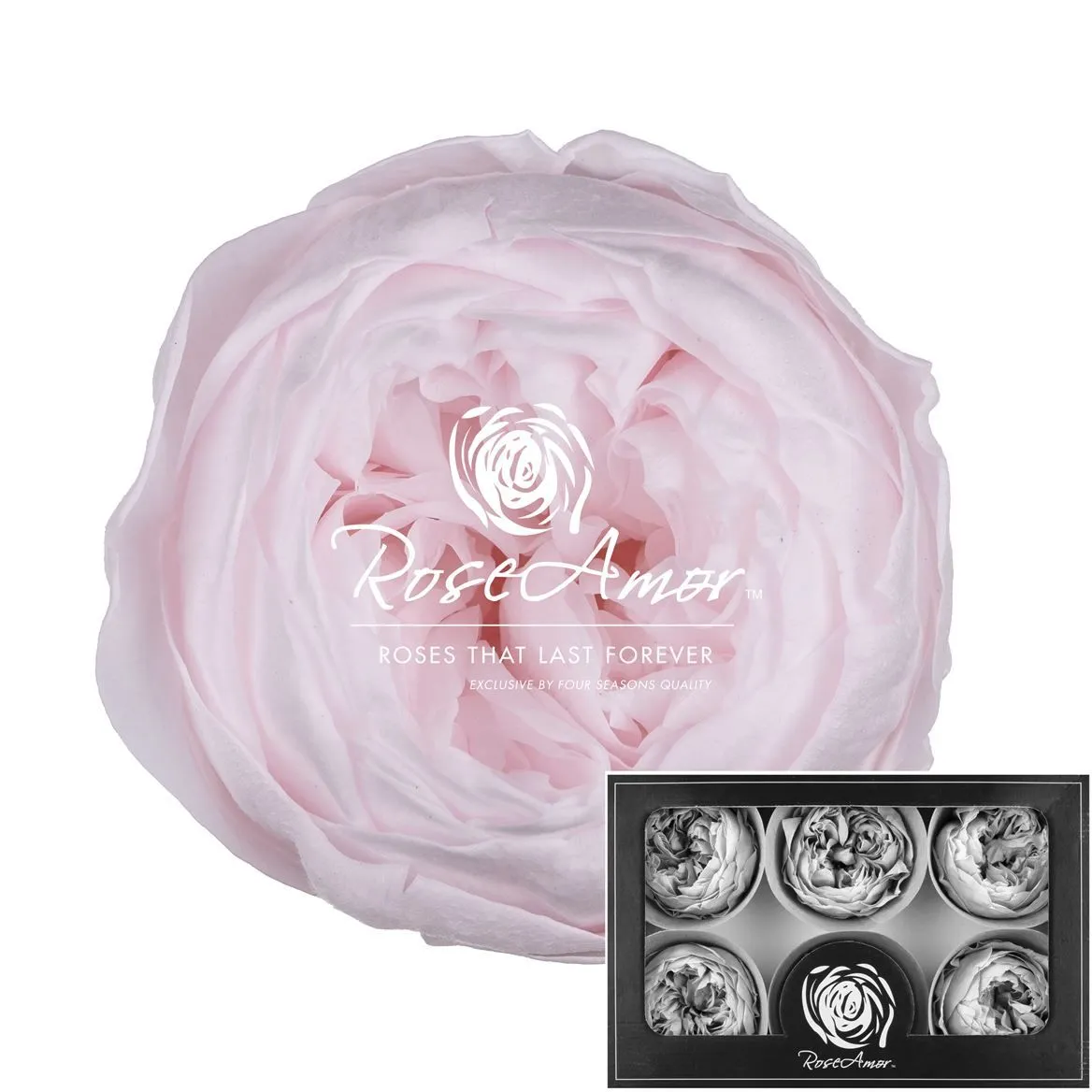 Stabilizovaná záhradná ruža Niki XL ⌀ 6 cm, ružová PIN89
