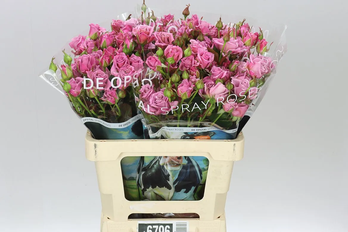 Rosa Tr Amazing Lady • 60 cm