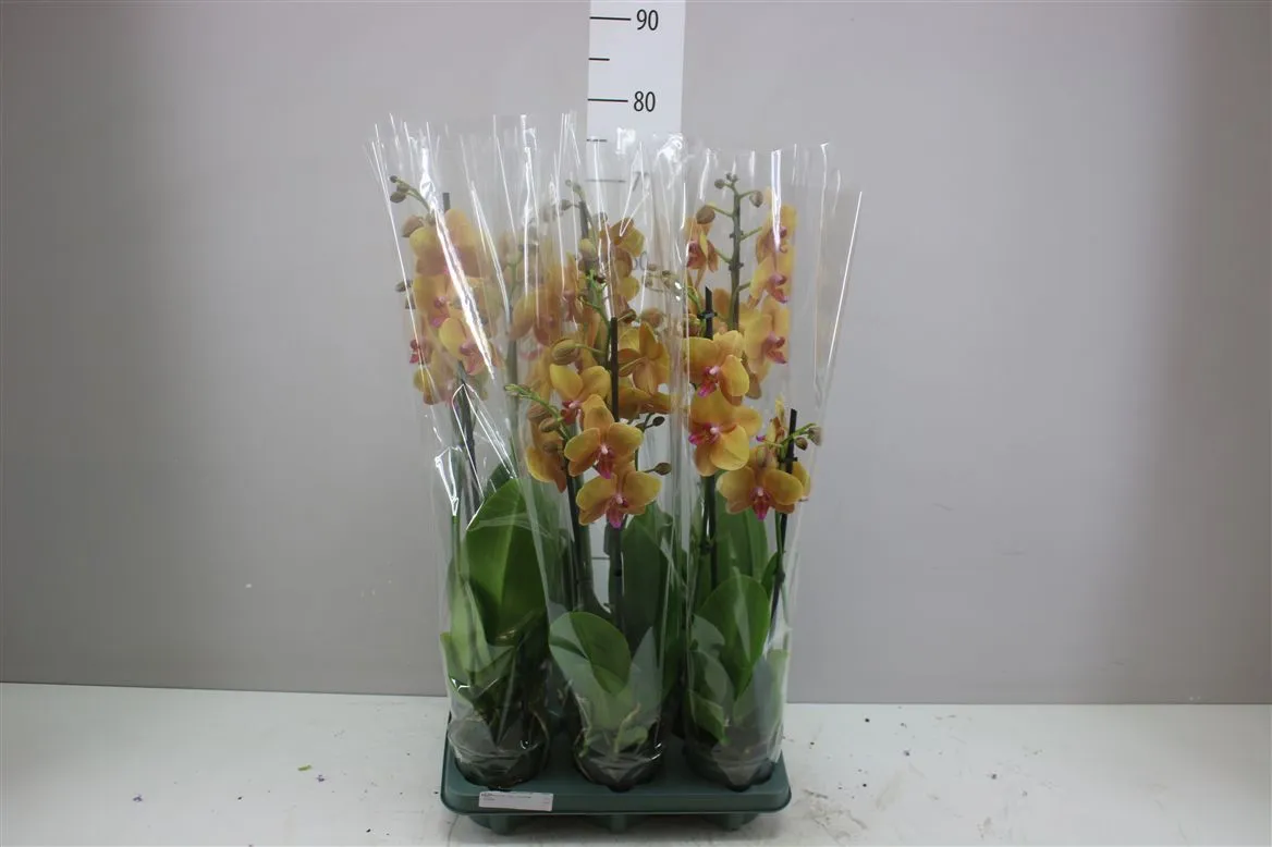 Phal Buddha 2 Tak • črepník 12 cm