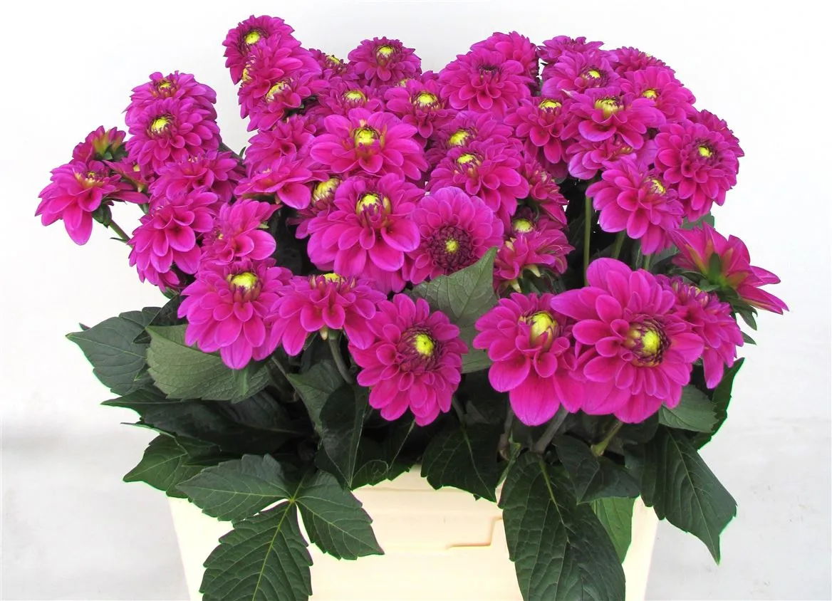 Georgína Purple Fox • 55 cm