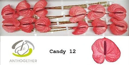 Antúrium Candy