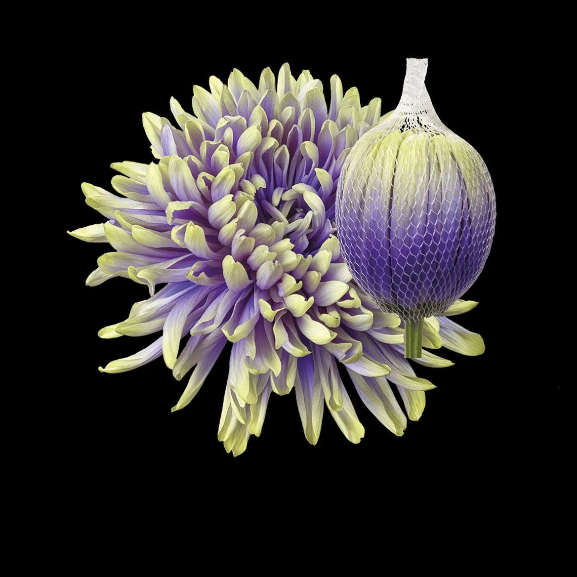 Chryzantéma veľkokvetá Antonov Purple Fresh • 70 cm