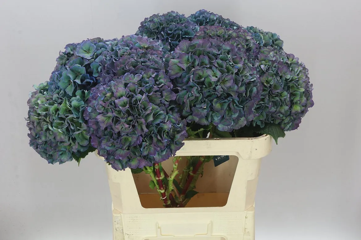 Hortenzia Parade Aquamarine Classic • 80 cm