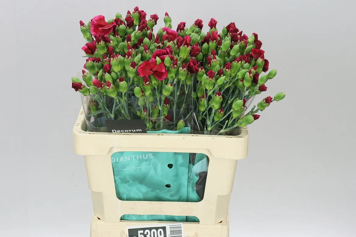 Di Solomio Mae • 60 cm