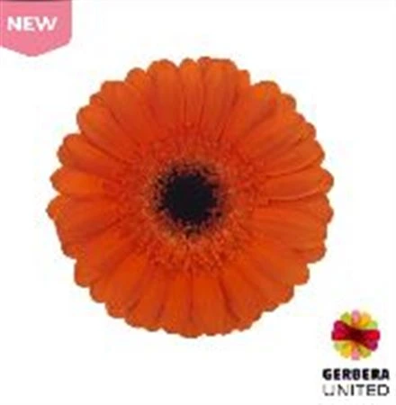 Germini Bueno • 45 cm