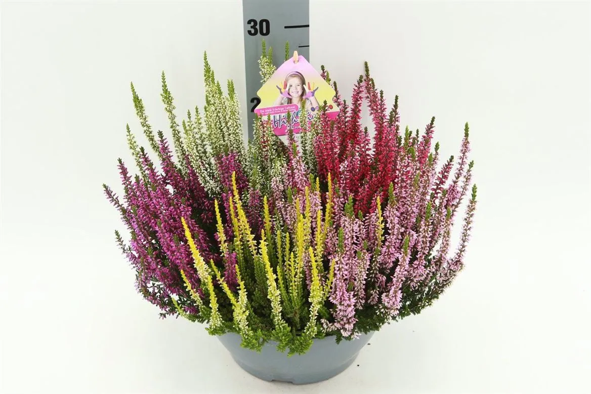 Calluna Beauty Ladies Schaal High Five • črepník 23 cm