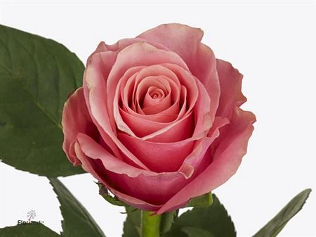 Ruža Light Pink Tacazzi • 60 cm