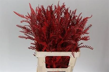 Ivanhoe Red • 60 cm