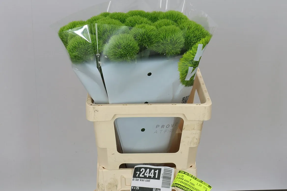 Klinček bradatý Kiwi Cool • 60 cm