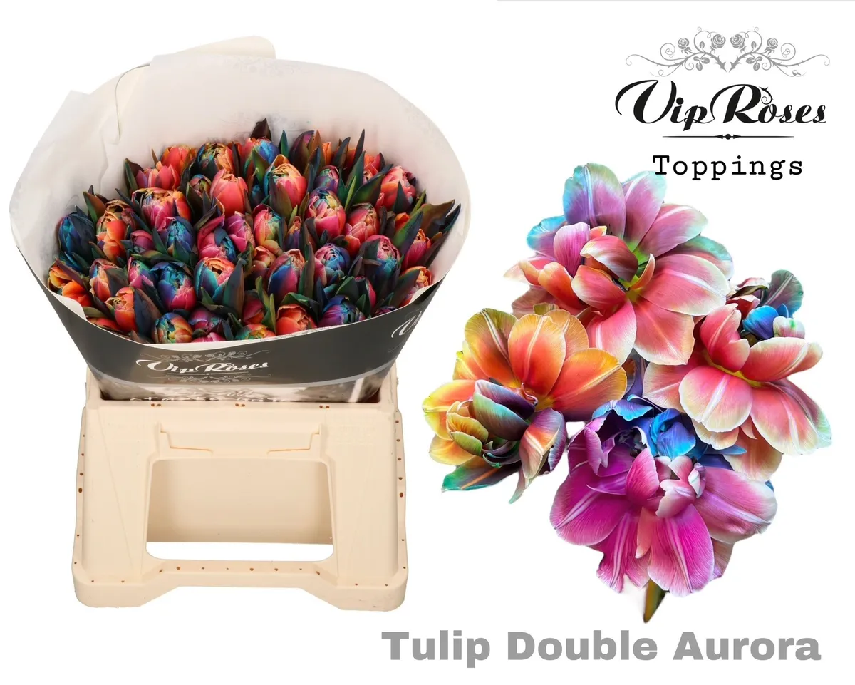 Tu Du Double Aurora • 38 cm