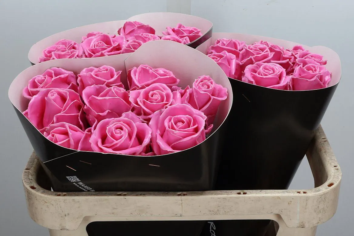 R Wx Licht Rose W7 • 70 cm