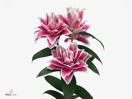 Lil Or Roselily Samantha (double) • 80 cm