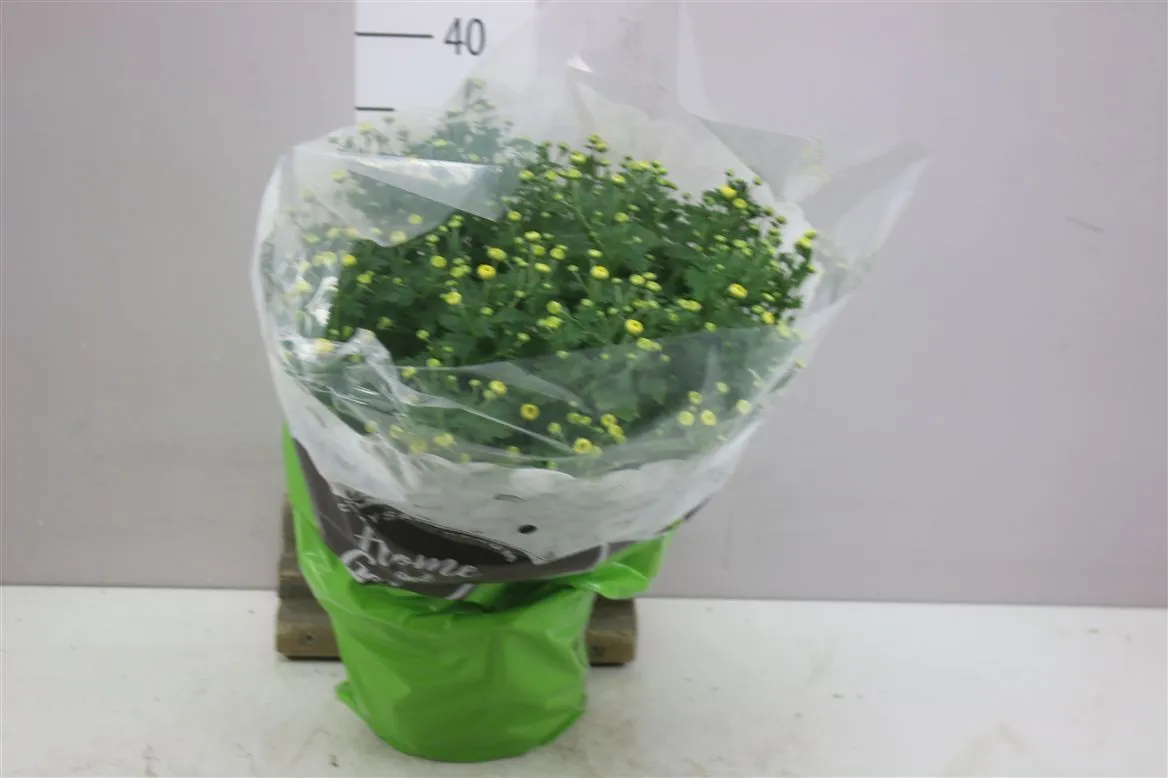 Chrysanth Bol Jasoda Yellow • črepník 19 cm