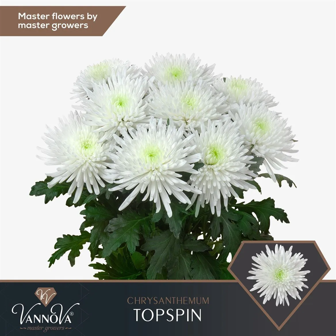 Chr G Topspin • 70 cm