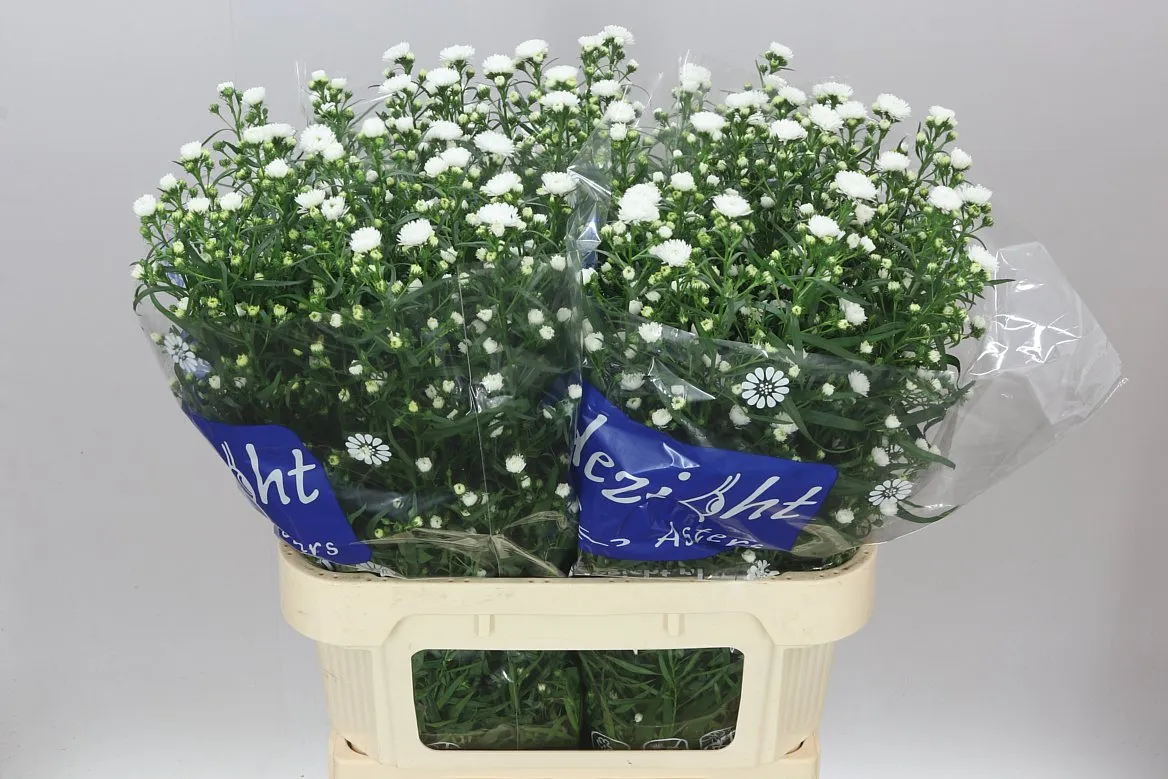 Aster Cassy Ex • 75 cm