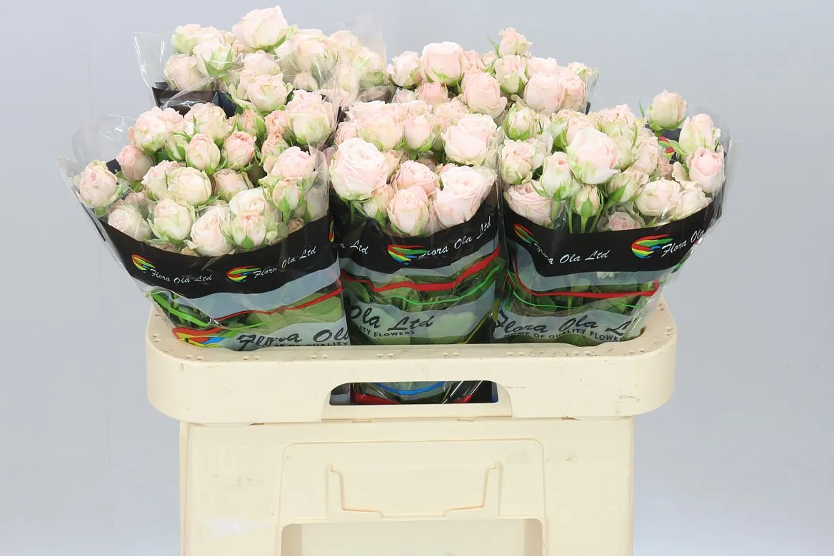 Rosa Tr Bombastic 2/4 • 60 cm