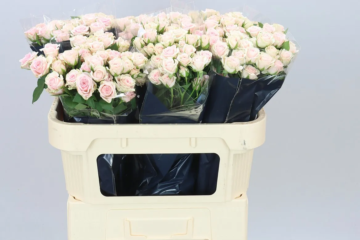 Rosa Tr Severina • 70 cm