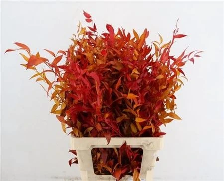Ruskus Long Autumn • 70 cm
